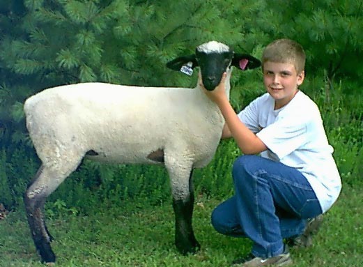 champion hampshire sheep