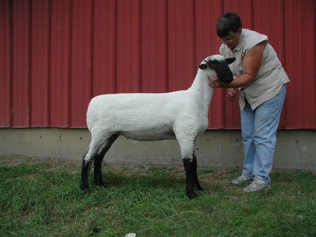 donated ewe lamb to 4 h