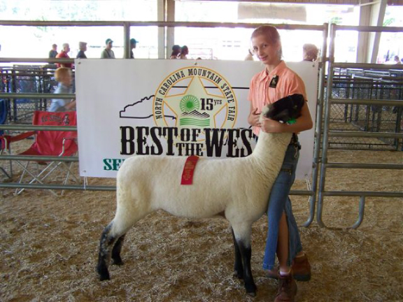 champion hampshire sheep