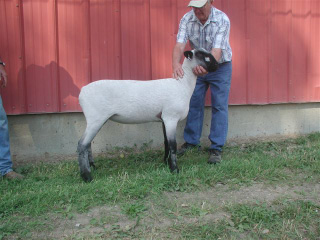 Hampshire Ewe Lamb 4-H Sale