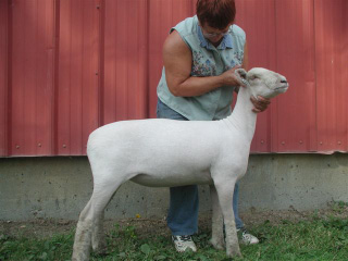 Southdown Ewe Lamb 4-H Sale