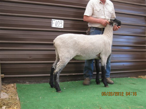 Fall ewe 11103 tw RR (Oct)