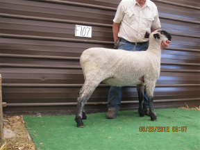 Fall ewe 11107 tw RR (Oct)