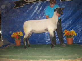 Fall Ewe FB 21102