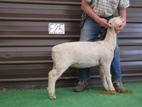 Feb Ewe 12-25 tw