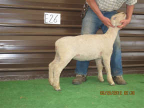 Feb Ewe 12-26 tw